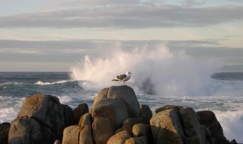 Gull Wave