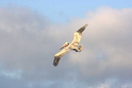 Pelican Pirouette