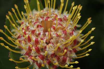 Petulant Protea