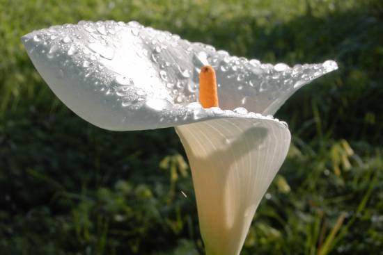 Luminous Lily
