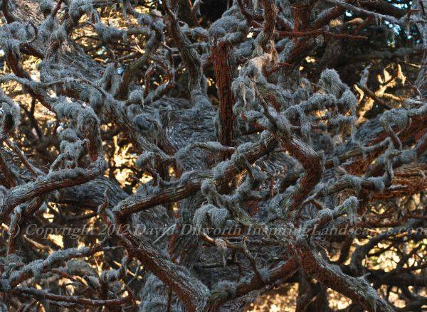 Red Lichen, Silver Branches, Gold Sunlight