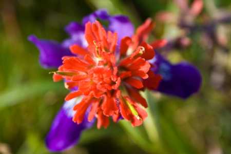 Vivid Flower
