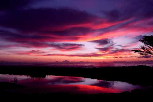 Vivid Vision