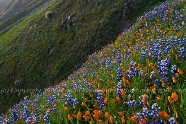 Wildflower Avalanche